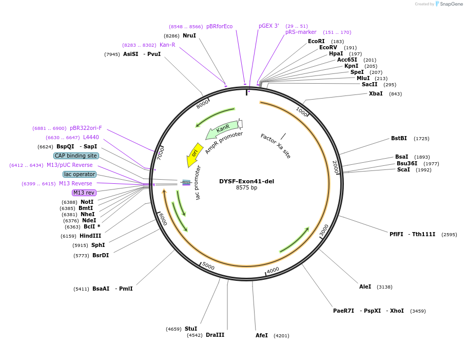 60193-plasmid-map-sequence-id-96288