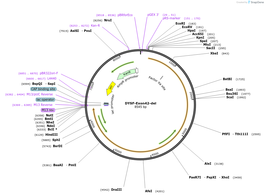 60194-plasmid-map-sequence-id-96289