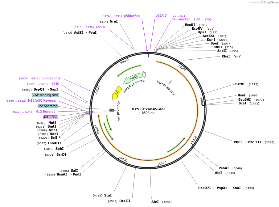 60196-plasmid-map-sequence-id-96290