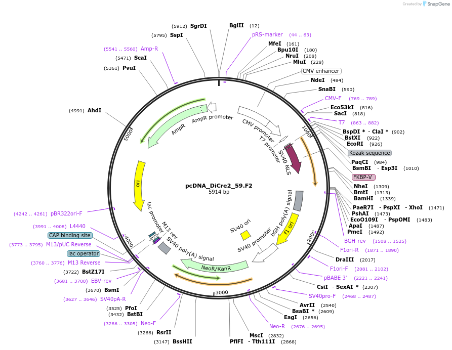 60209-plasmid-map-sequence-id-96295