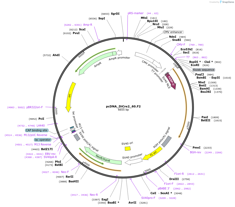 60210-plasmid-map-sequence-id-96296