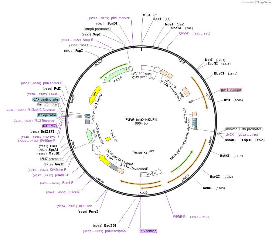 20725-plasmid-map-sequence-id-9630
