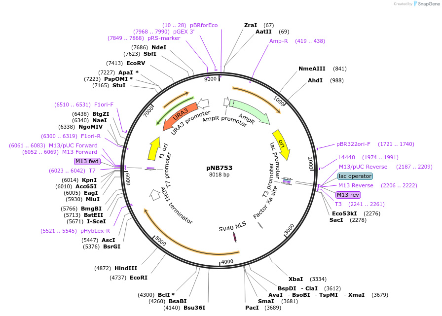 60148-plasmid-map-sequence-id-96305