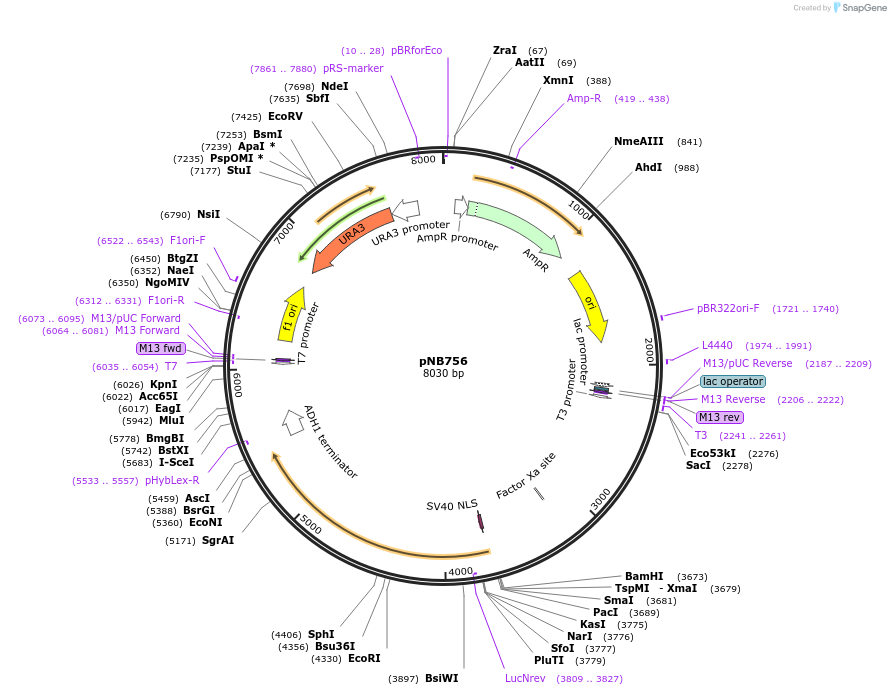 60149-plasmid-map-sequence-id-96311