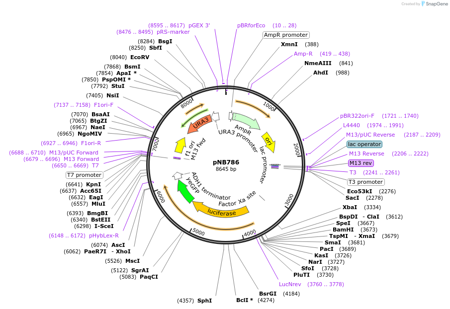 60151-plasmid-map-sequence-id-96314