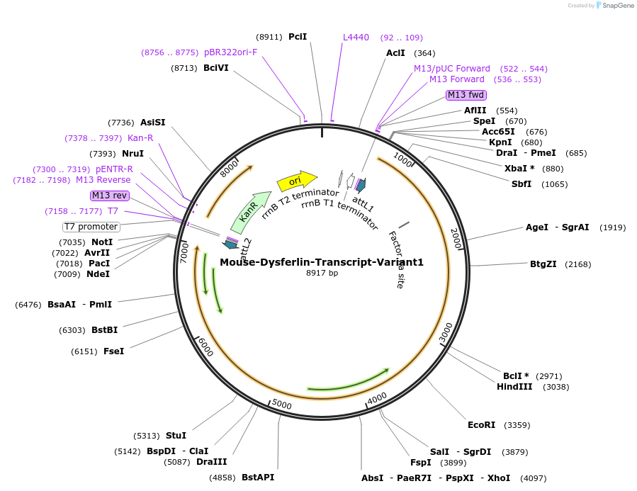 60214-plasmid-map-sequence-id-96316