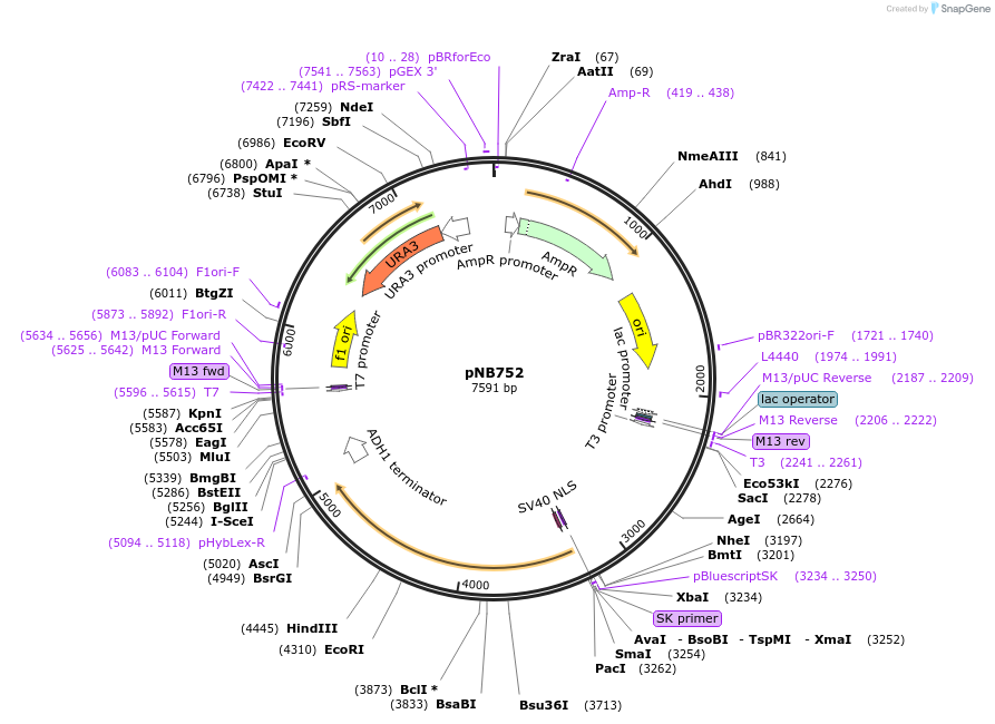 60155-plasmid-map-sequence-id-96323