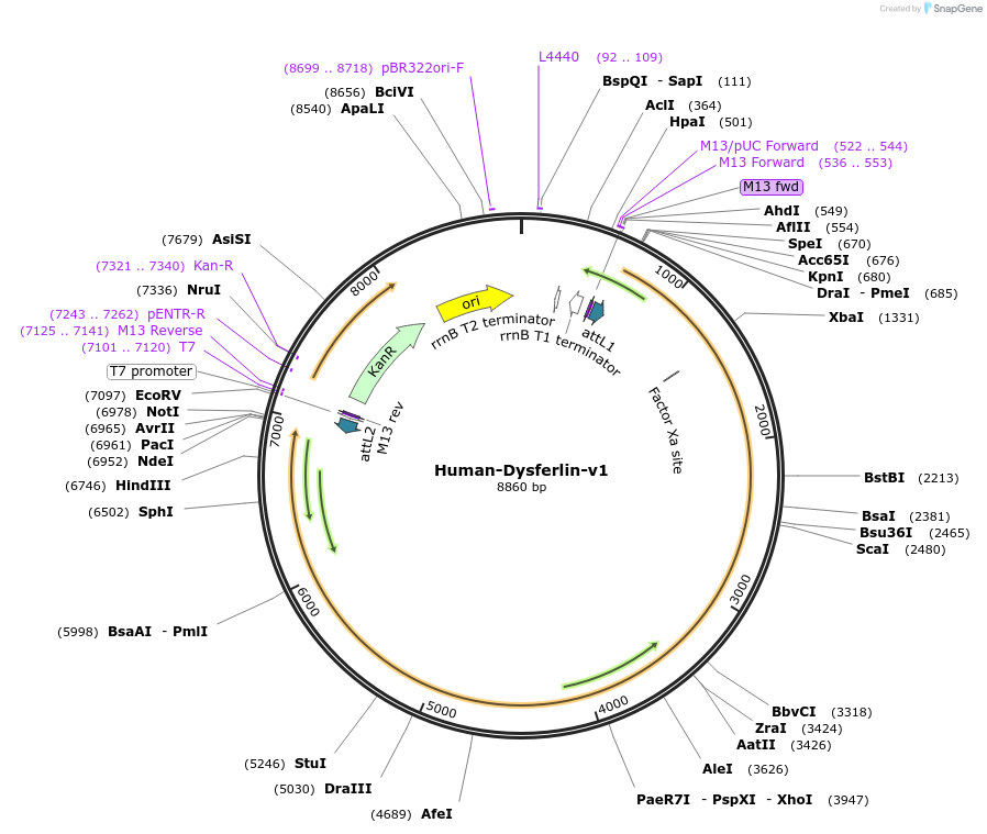 60217-plasmid-map-sequence-id-96331