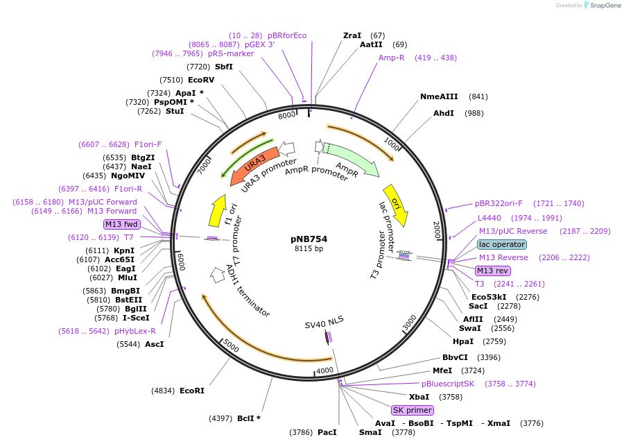 60157-plasmid-map-sequence-id-96349