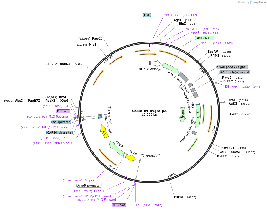 20730-plasmid-map-sequence-id-9635