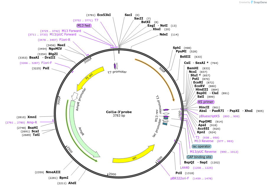 20731-plasmid-map-sequence-id-9636