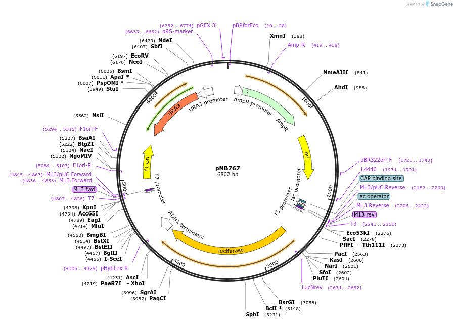 60159-plasmid-map-sequence-id-96362