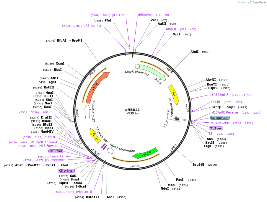 60160-plasmid-map-sequence-id-96366