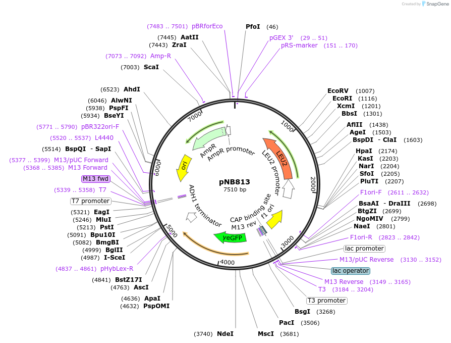 60161-plasmid-map-sequence-id-96368