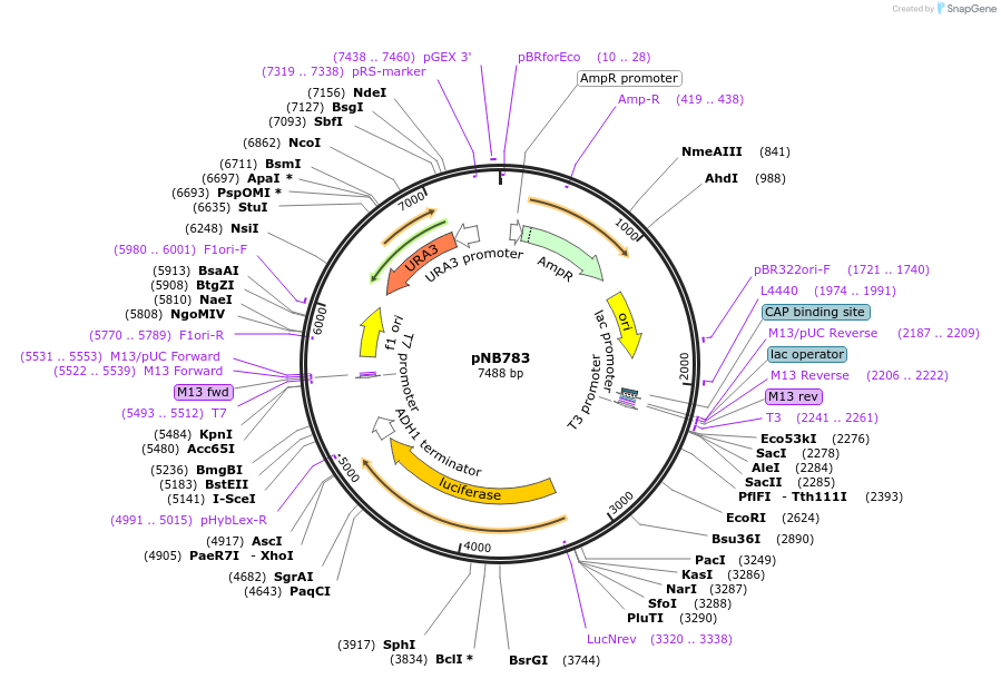 60162-plasmid-map-sequence-id-96369