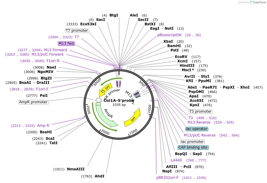 20732-plasmid-map-sequence-id-9637