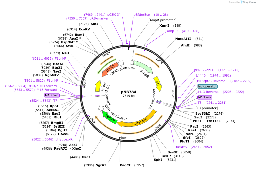 60163-plasmid-map-sequence-id-96372