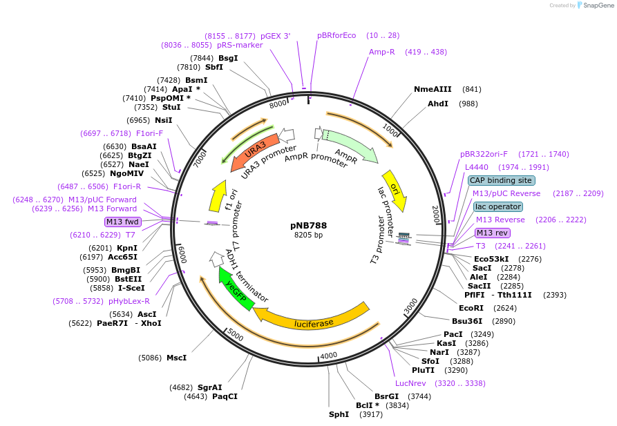 60165-plasmid-map-sequence-id-96374