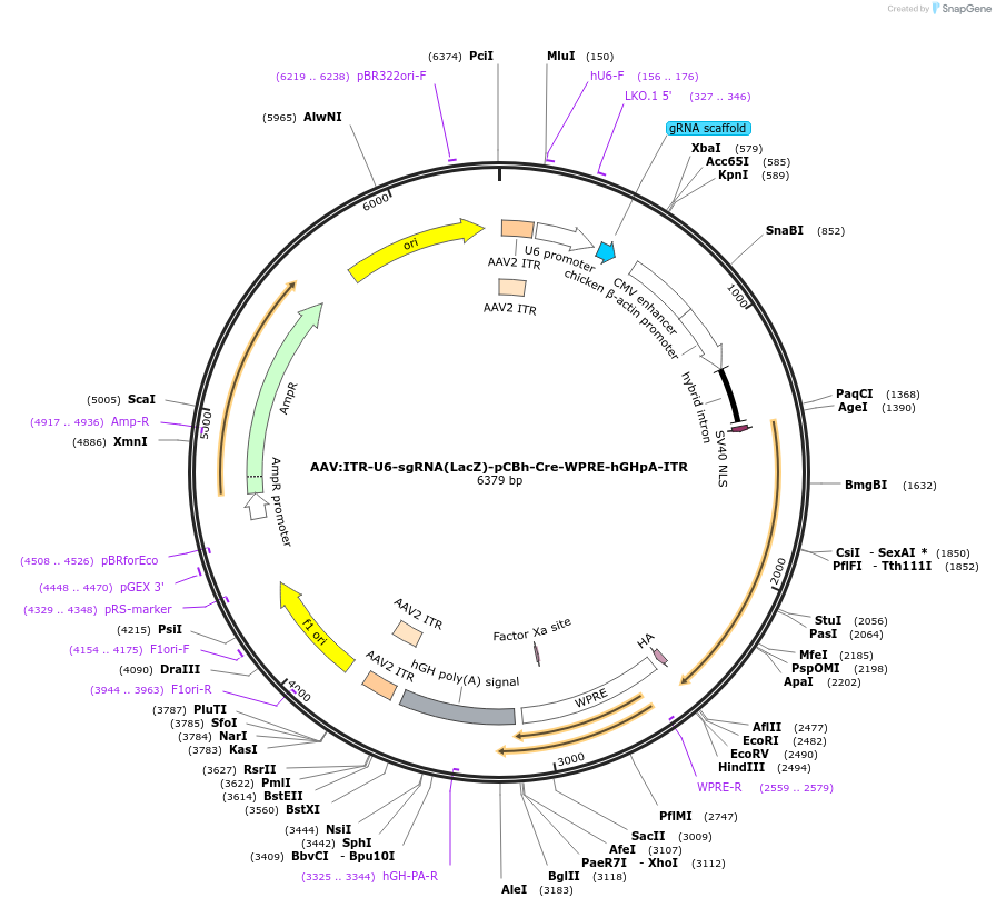 60228-plasmid-map-sequence-id-96394
