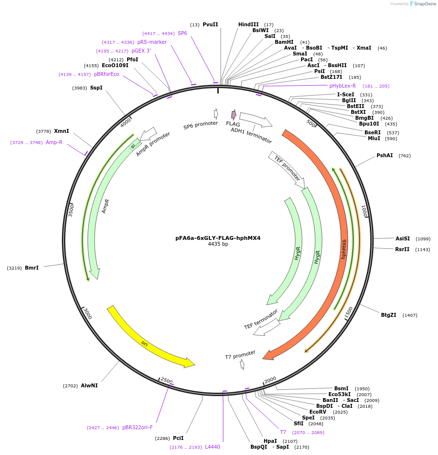 20752-plasmid-map-sequence-id-9644