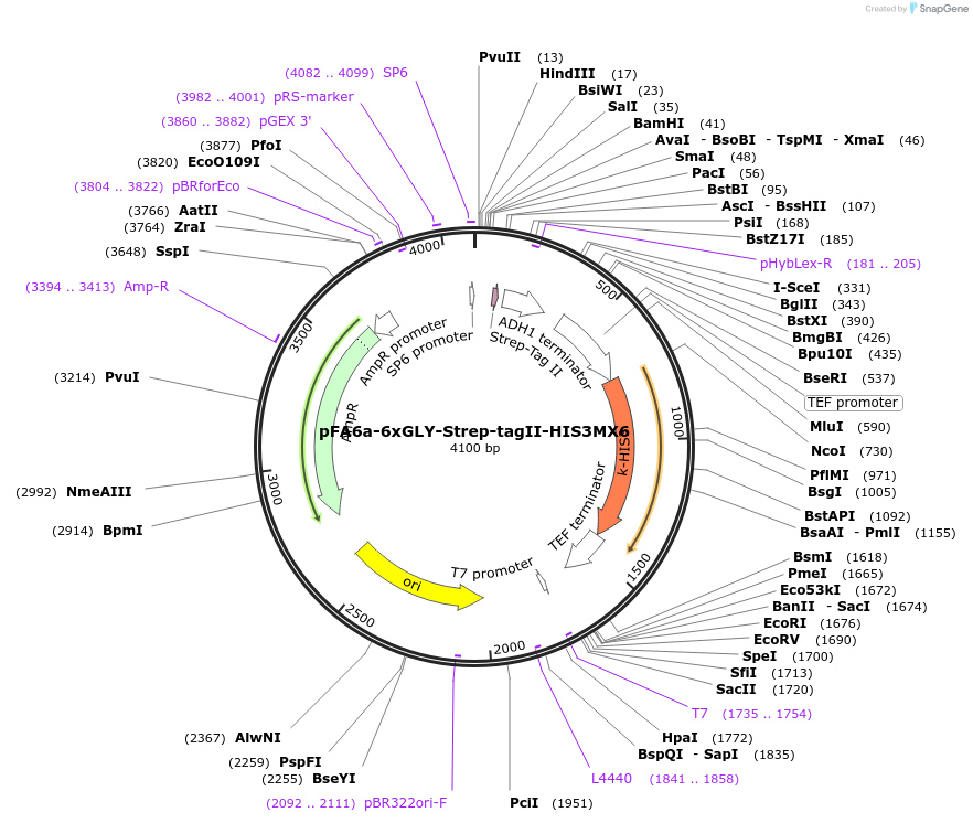 20756-plasmid-map-sequence-id-9648