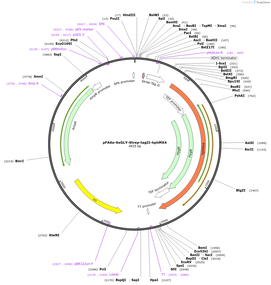 20758-plasmid-map-sequence-id-9650