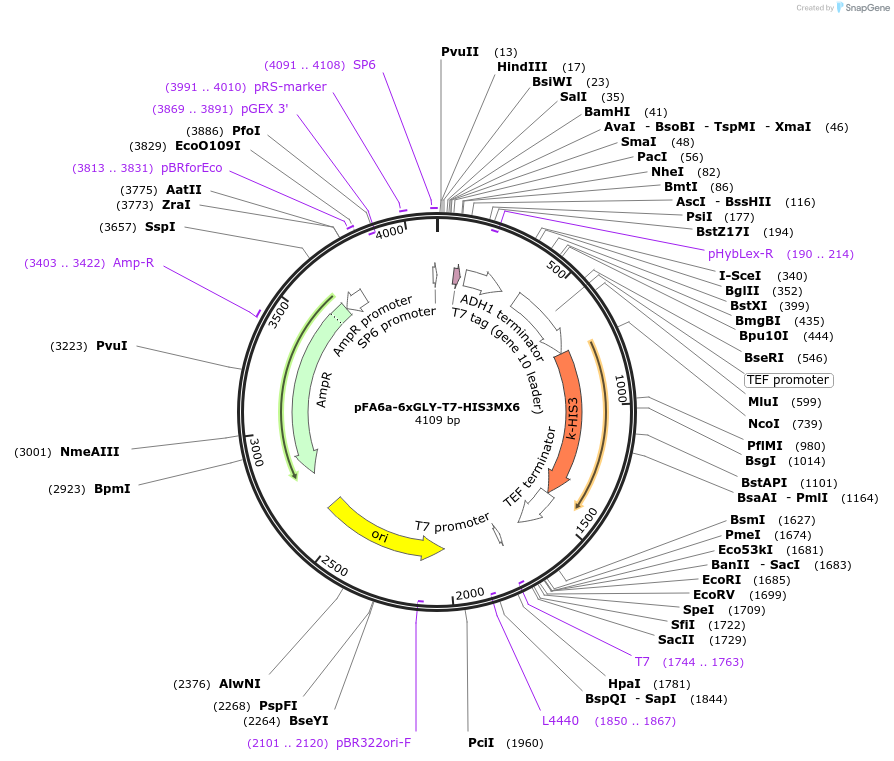 20759-plasmid-map-sequence-id-9651