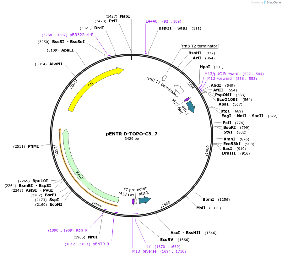 60256-plasmid-map-sequence-id-96519