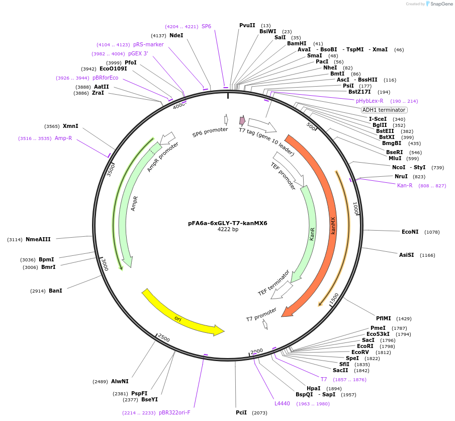20760-plasmid-map-sequence-id-9652