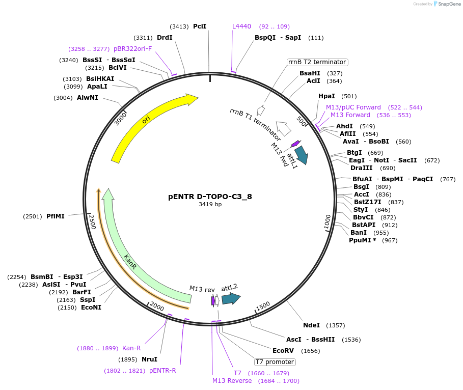 60257-plasmid-map-sequence-id-96520