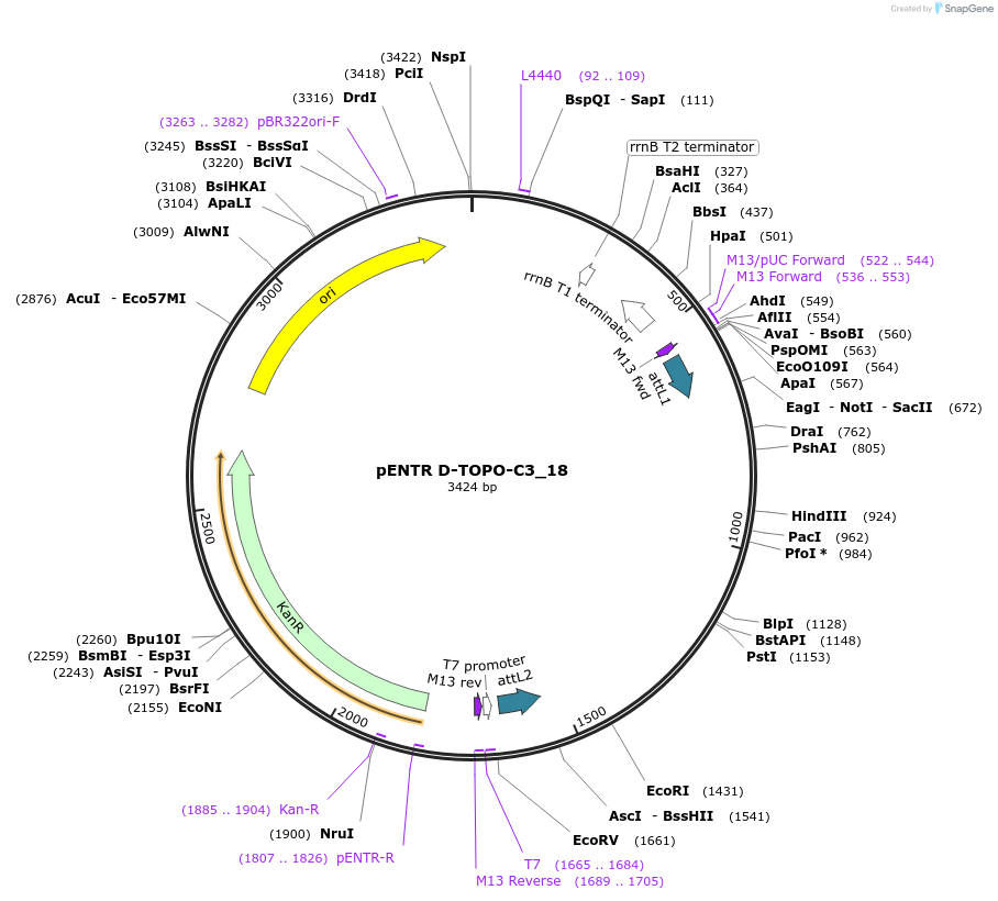 60264-plasmid-map-sequence-id-96527