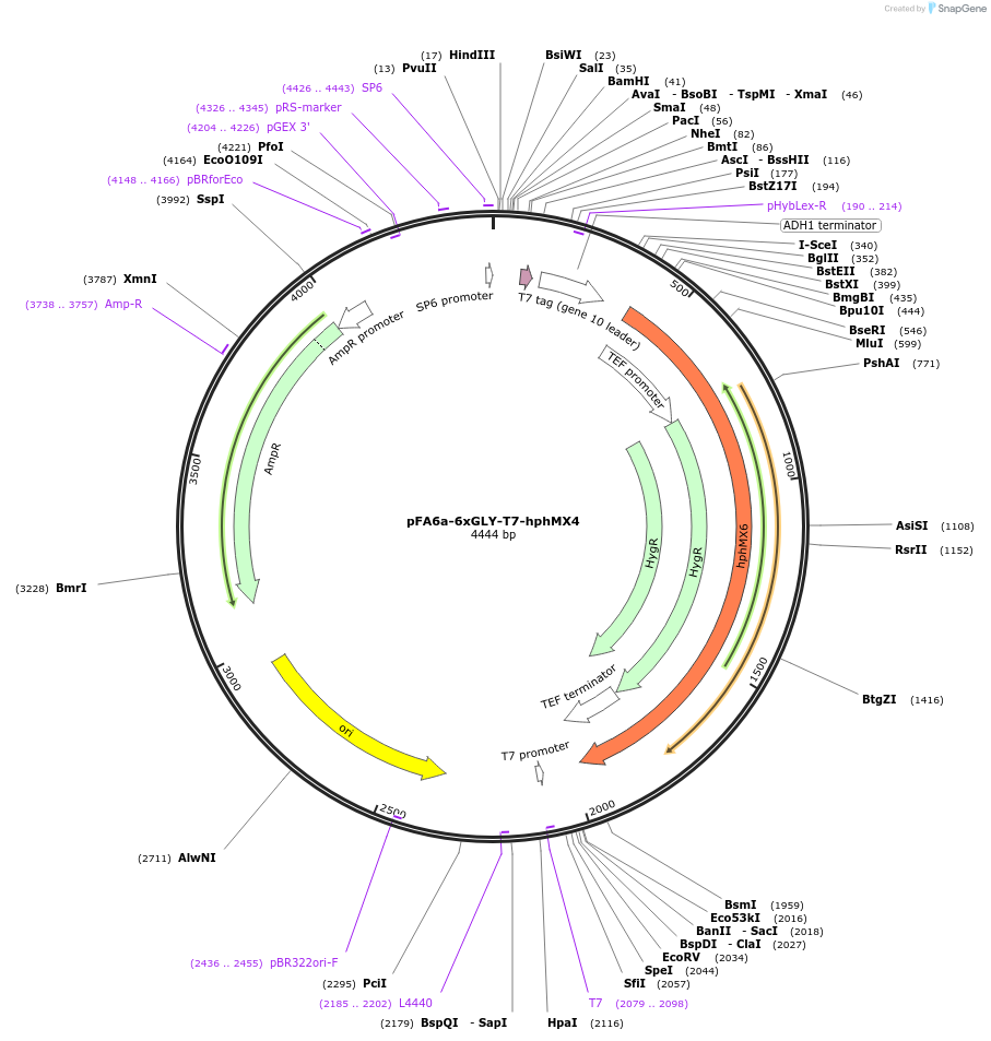 20761-plasmid-map-sequence-id-9653
