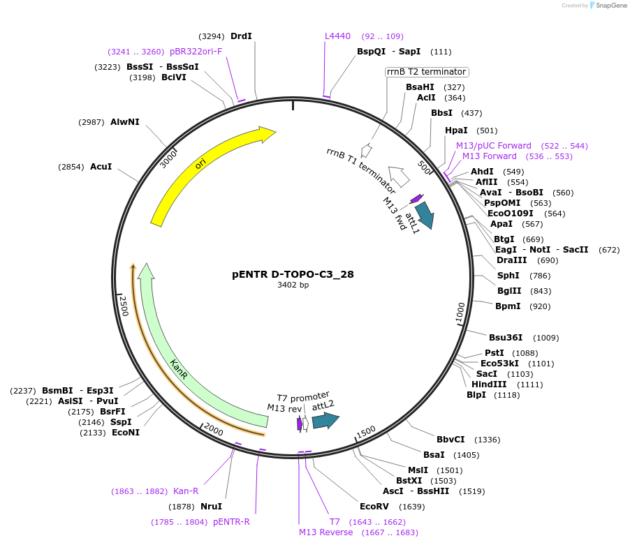 60271-plasmid-map-sequence-id-96534