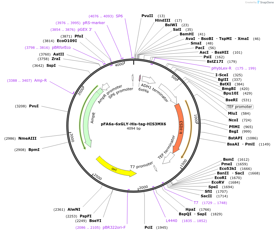 20762-plasmid-map-sequence-id-9654