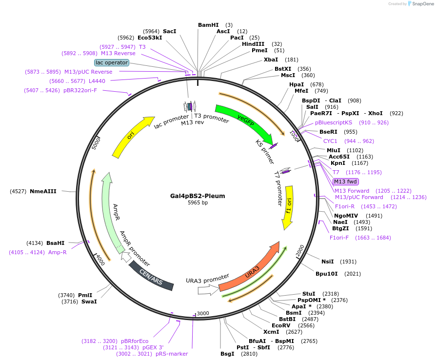 59992-plasmid-map-sequence-id-96587