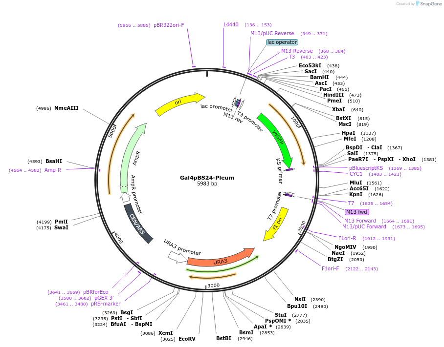 60327-plasmid-map-sequence-id-96591