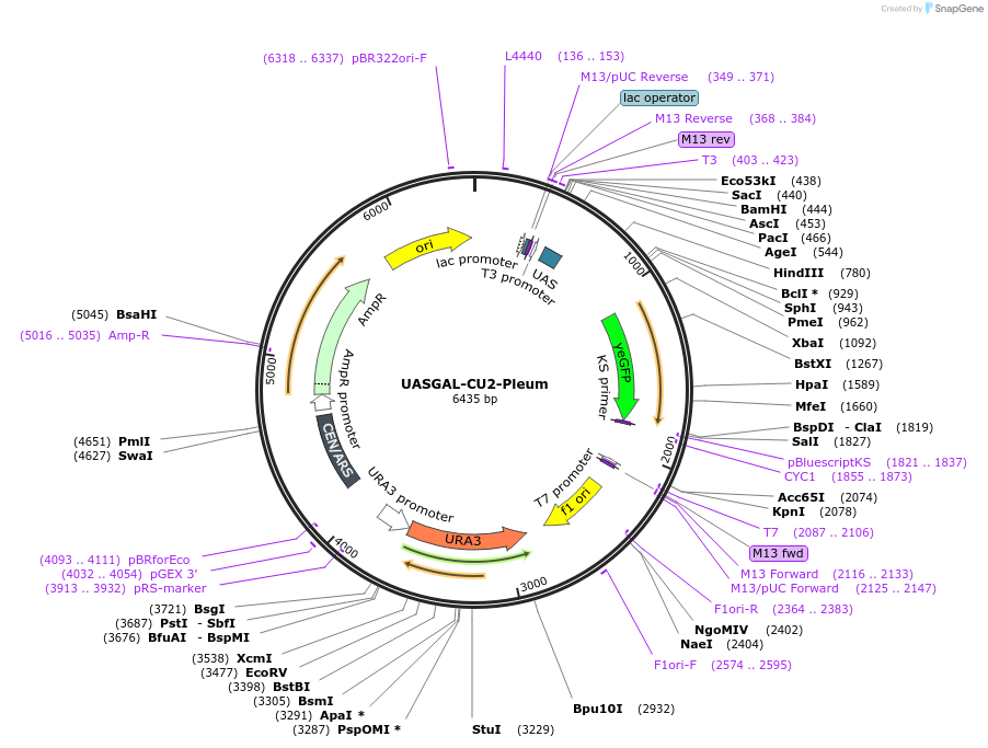 60328-plasmid-map-sequence-id-96592