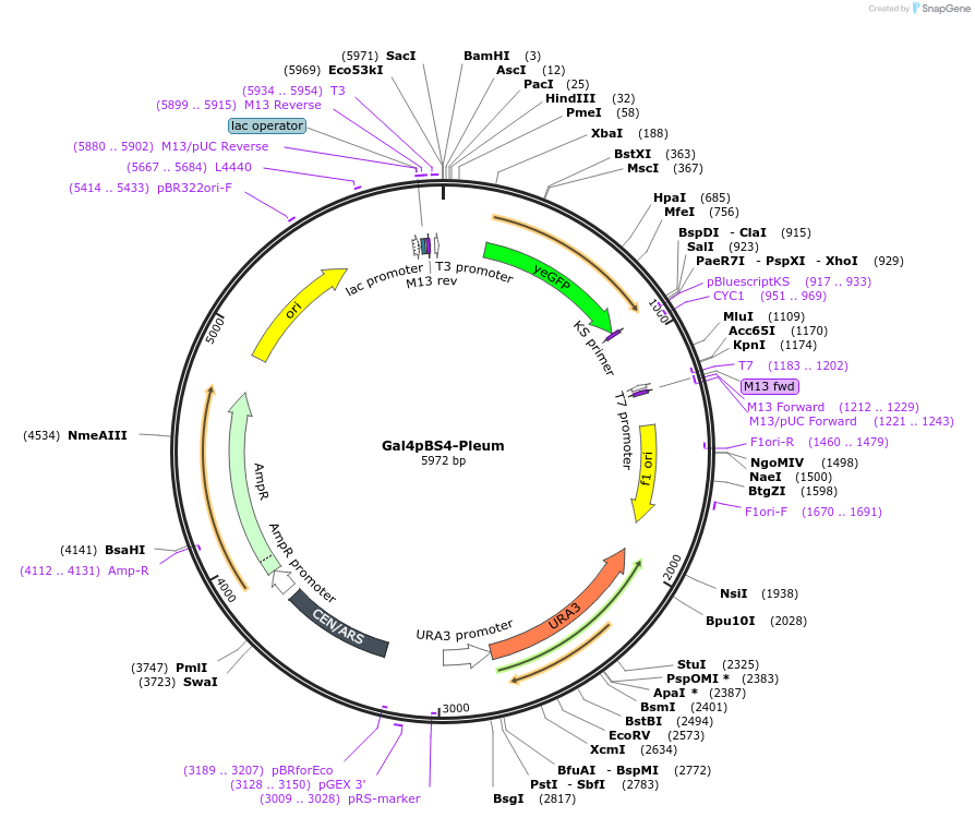 60329-plasmid-map-sequence-id-96595