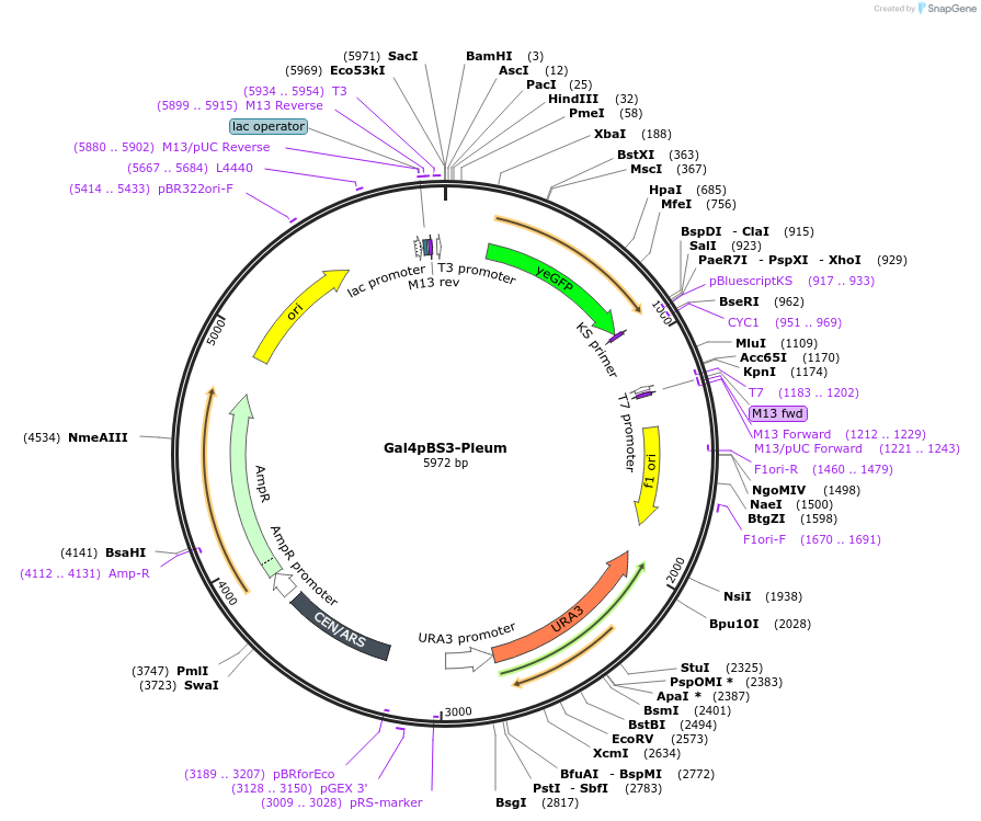 60330-plasmid-map-sequence-id-96605