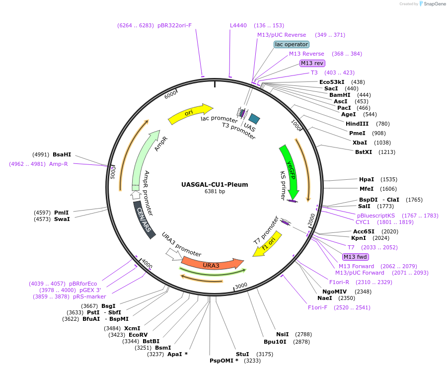 60331-plasmid-map-sequence-id-96607