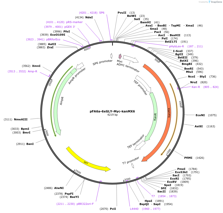 20769-plasmid-map-sequence-id-9661