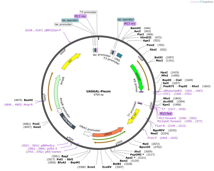 60333-plasmid-map-sequence-id-96610