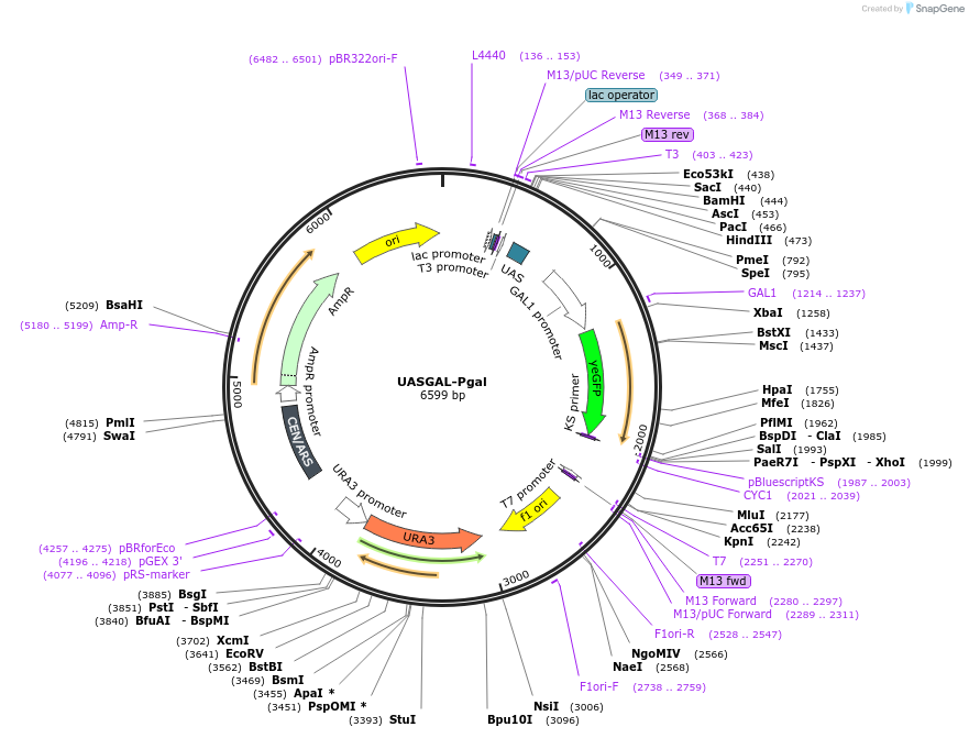 60338-plasmid-map-sequence-id-96619