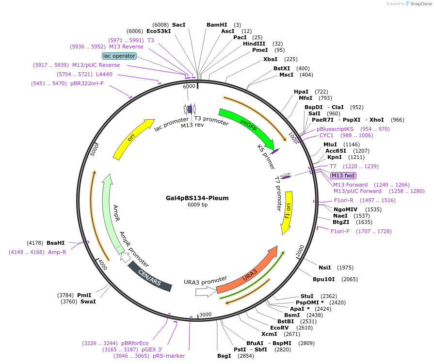 60339-plasmid-map-sequence-id-96620