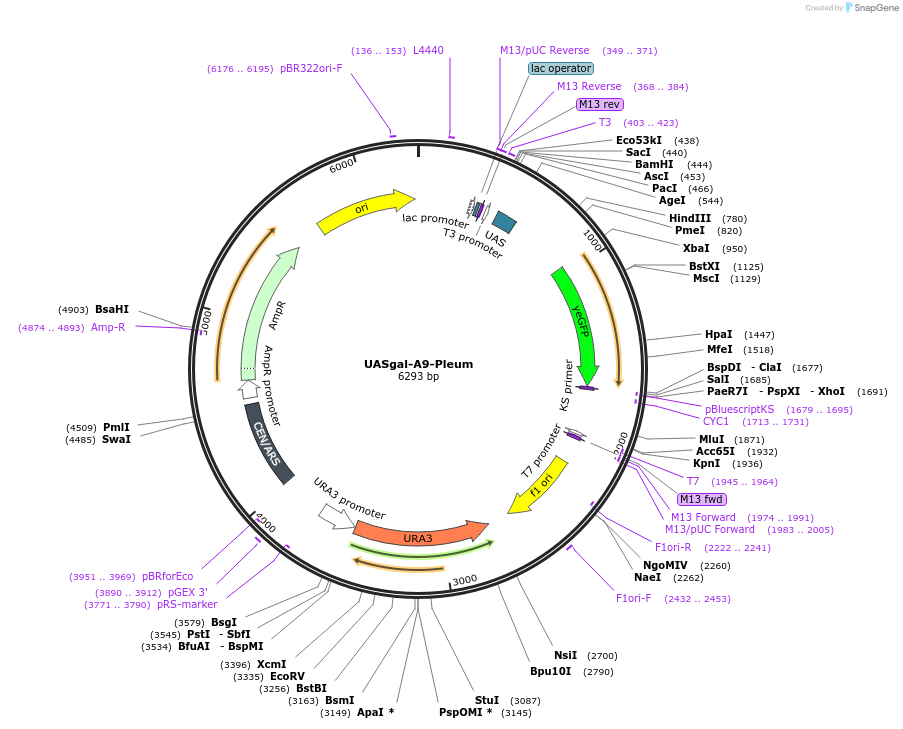 60343-plasmid-map-sequence-id-96621