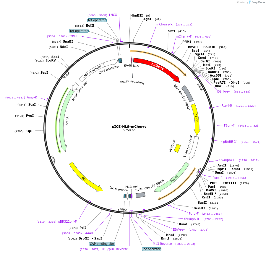 60364-plasmid-map-sequence-id-96649