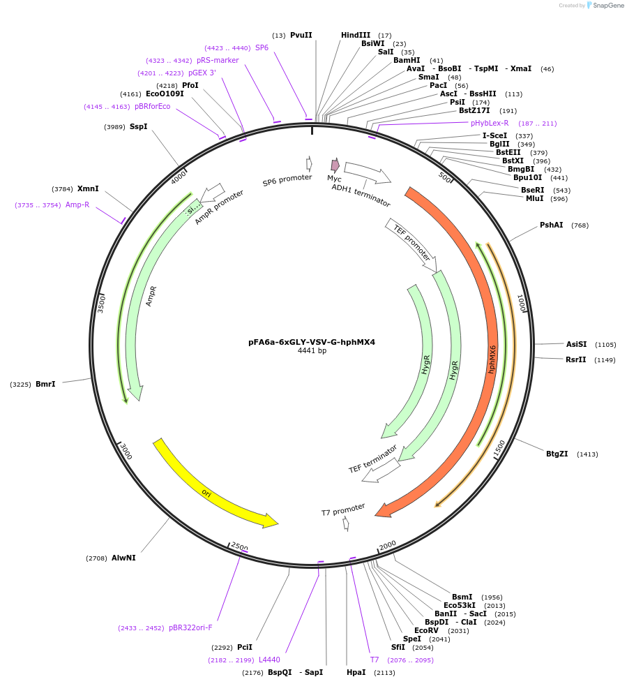 20773-plasmid-map-sequence-id-9665