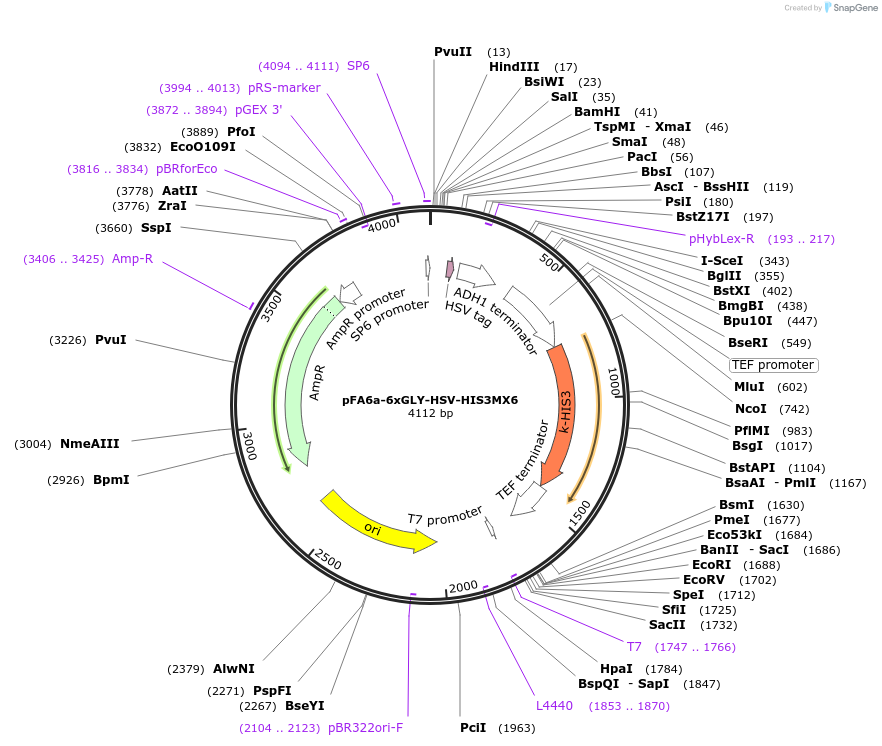 20774-plasmid-map-sequence-id-9666