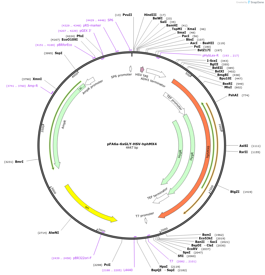 20776-plasmid-map-sequence-id-9668