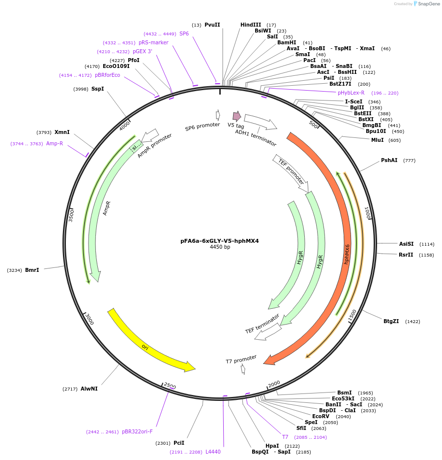20779-plasmid-map-sequence-id-9670